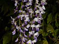 Wisteria sinensis B IMG_3722 Glicynia chińska